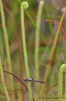 Erythrodiplax minuscula, male as prey